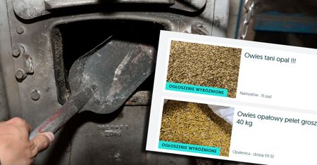 Kupują owies opałowy zamiast węgla. "Ludzie biorą, co się da"