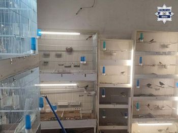 "Przetrzymywał je i rozmnażał". Prowadził hodowlę w mieszkaniu