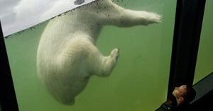 Rzucił się z łopatą na niedźwiedzia polarnego