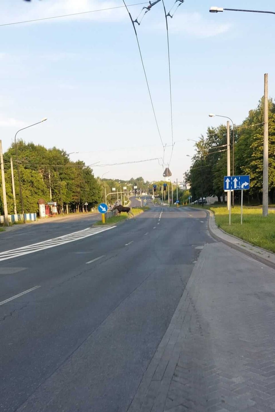 Łoś widziany na ul. Orkana w Lublinie