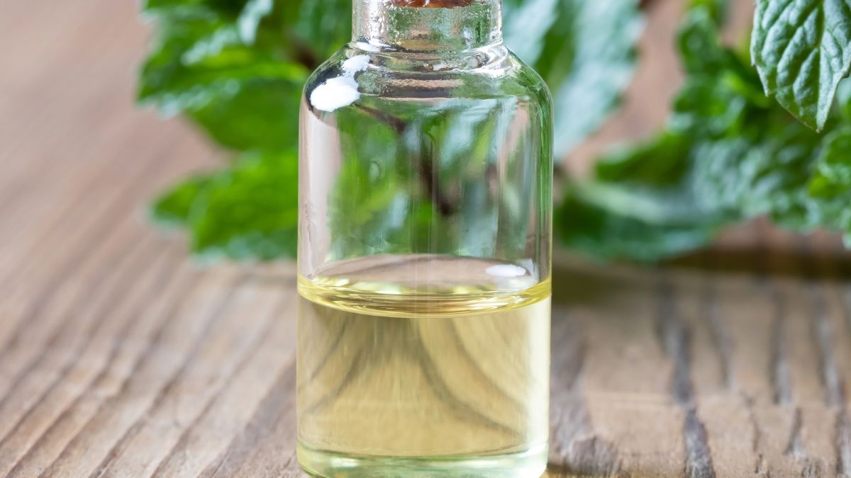 Olejek z mięty pieprzowej można stosować w razie przeziębień 