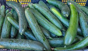 Do Polski napływają gigantyczne ilości ogórków. Rosja pobiła rekord