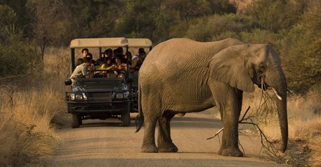 Safari w Zambii zakończone tragedią. Słoń stratował turystki