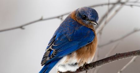 Thunderbird 60.5 wyśle ogromne załączniki dzięki integracji z WeTransfer