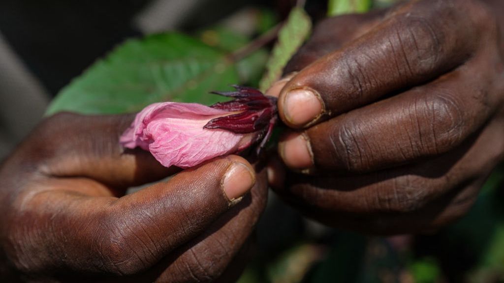Plantacja kwiatów w Ugandzie 