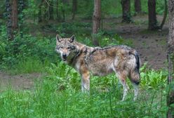 Dawida nie zagryzły wilki. Śledczy mają nowe ustalenia