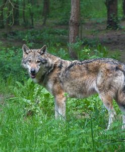 Dawida nie zagryzły wilki. Śledczy mają nowe ustalenia