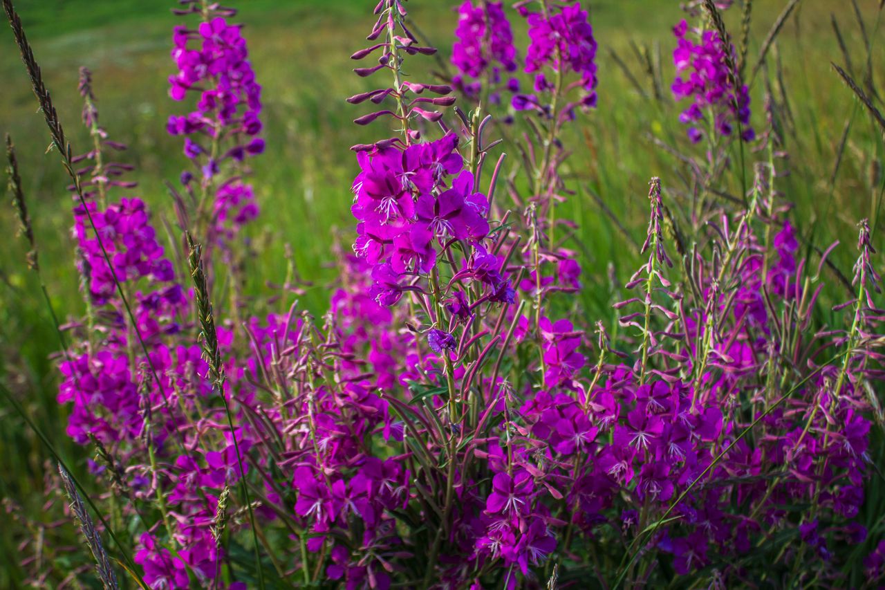 Fireweed: From meadow to teapot – a herbal sensation rediscovered