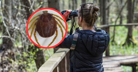 Zima nie wybije kleszczy? Bakteria daje im "supermoce"