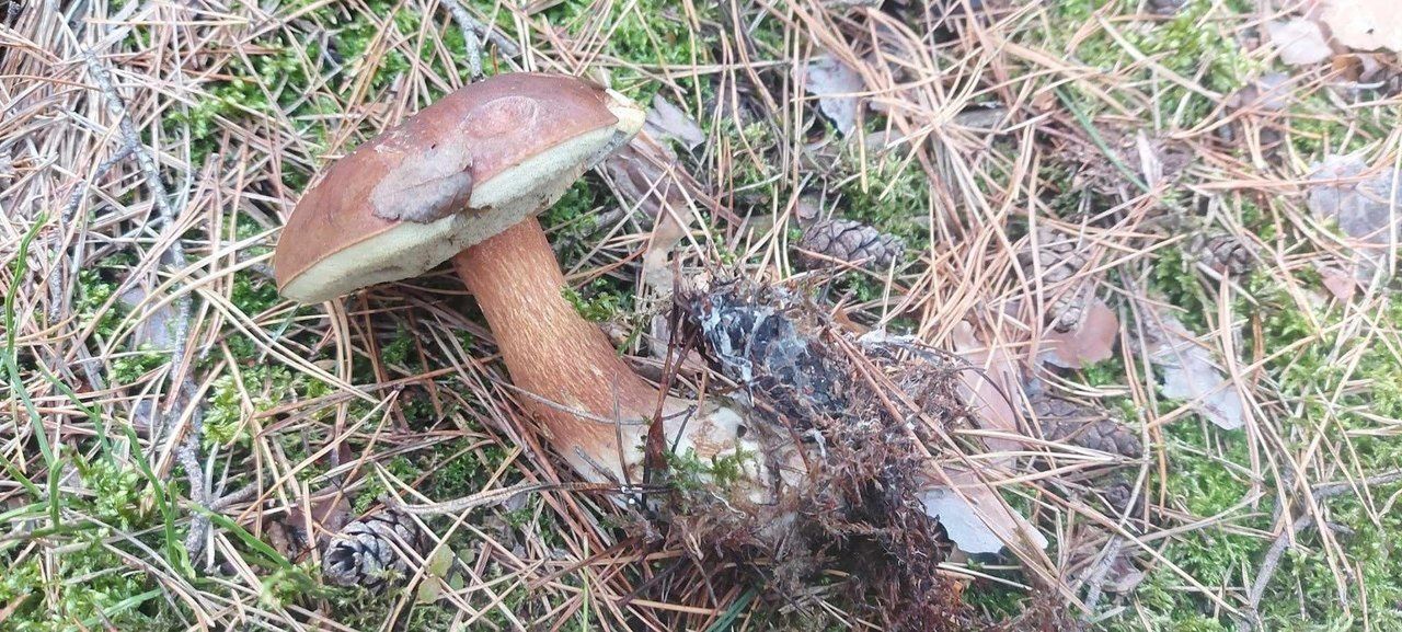 Lasy Środy Wielkopolskiej kryją w sobie dużo grzybów!