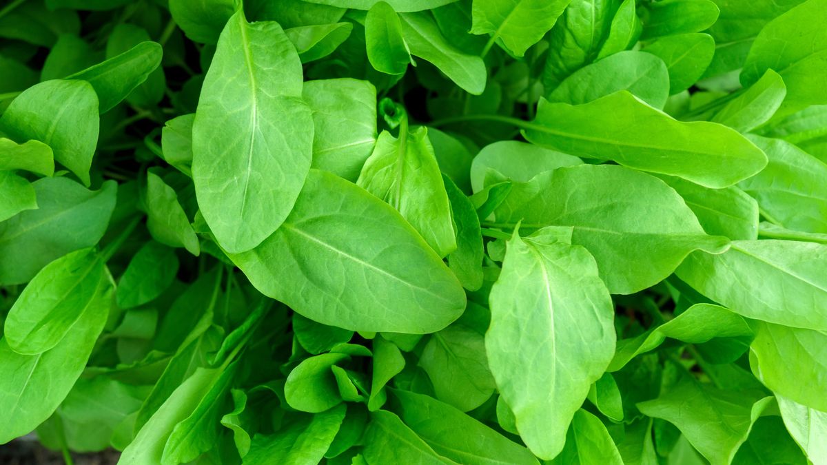 Organiczny szczaw zwyczajny