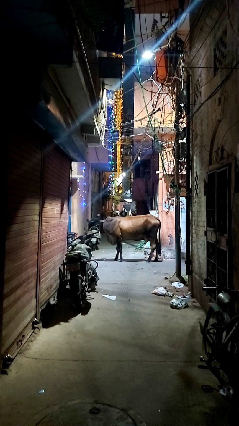 Krowa na ulicy w Delhi