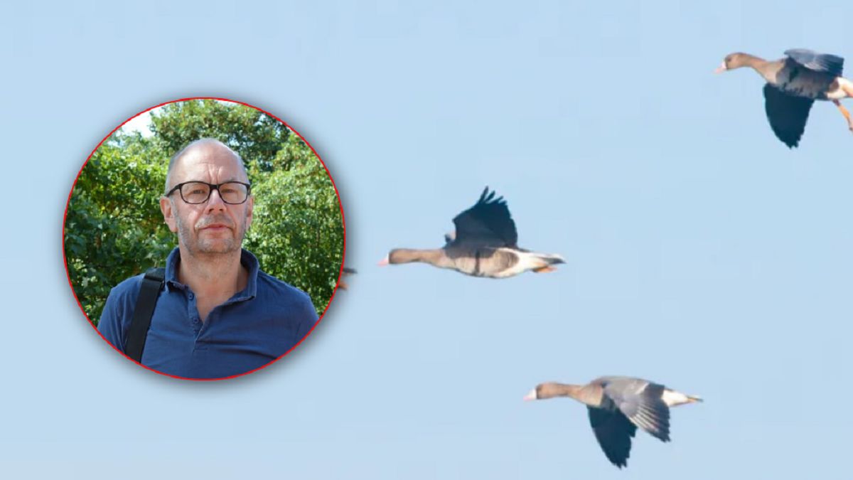 Stada ptaków zimują w Polsce.