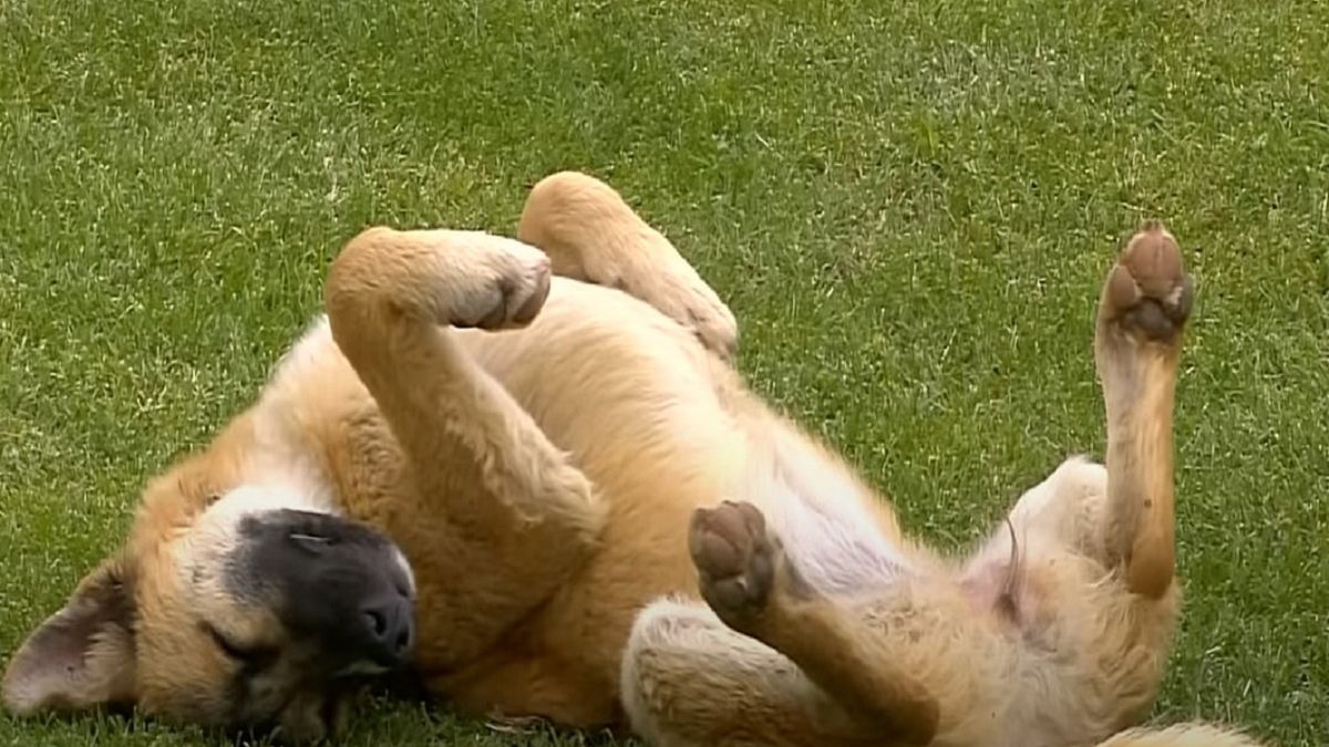 Pies w czasie meczu Partizana z Vojvodiną