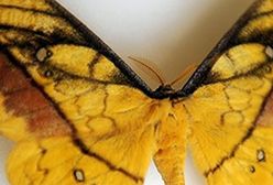 Czy te oczy mogą kłamać?