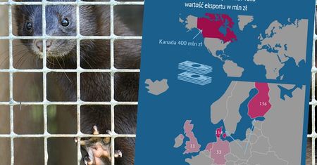 Branża futerkowa. Gdzie eksportujemy skóry z norek?