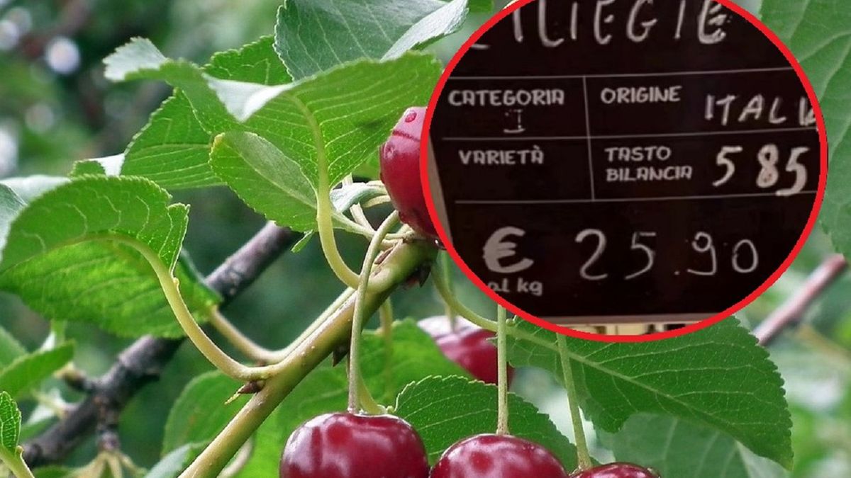 Czereśnie we Włoszech biją rekordy cenowe. Winna susza