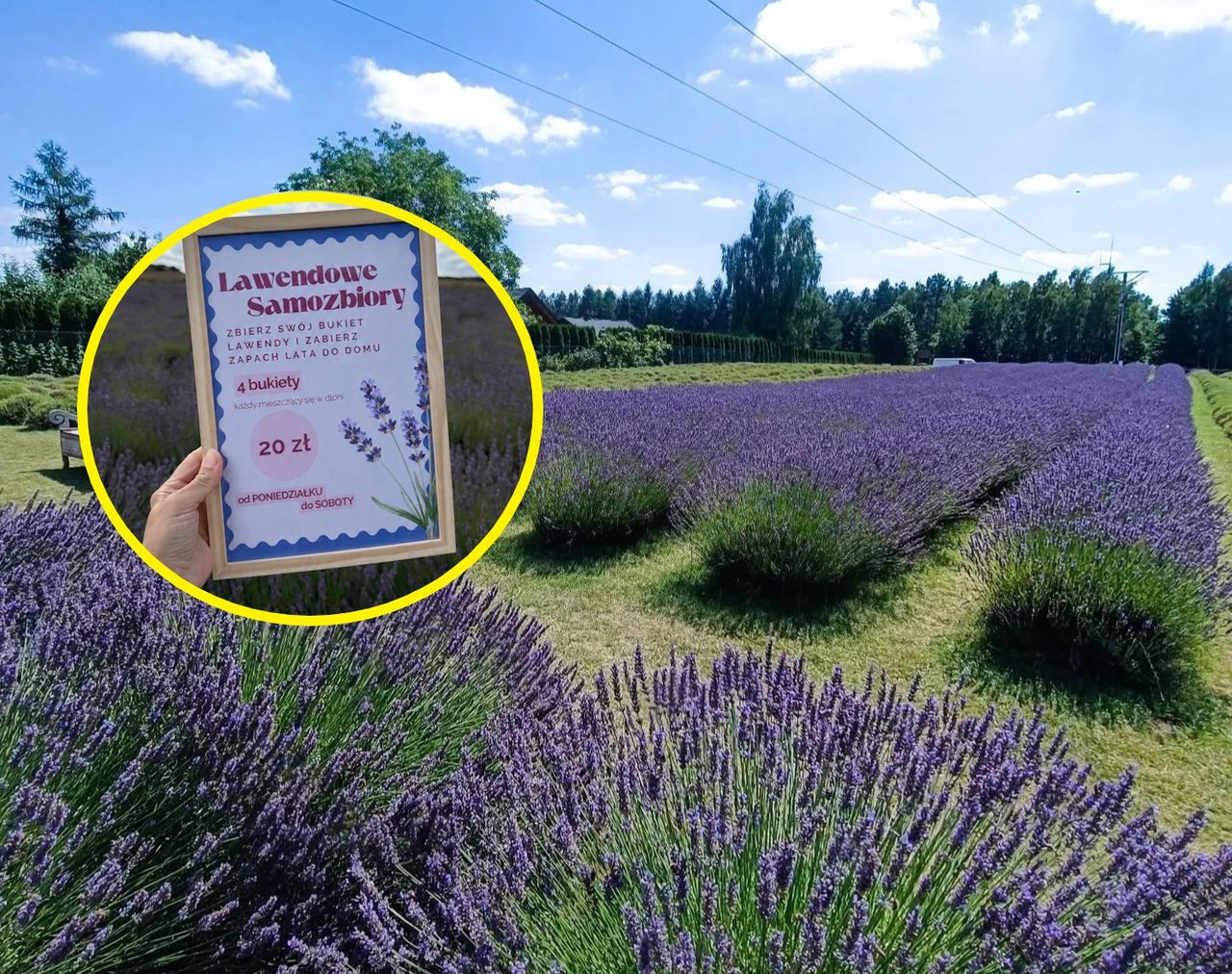 Zapraszają na samozbiory. 20 zł płatne przed zbiorami