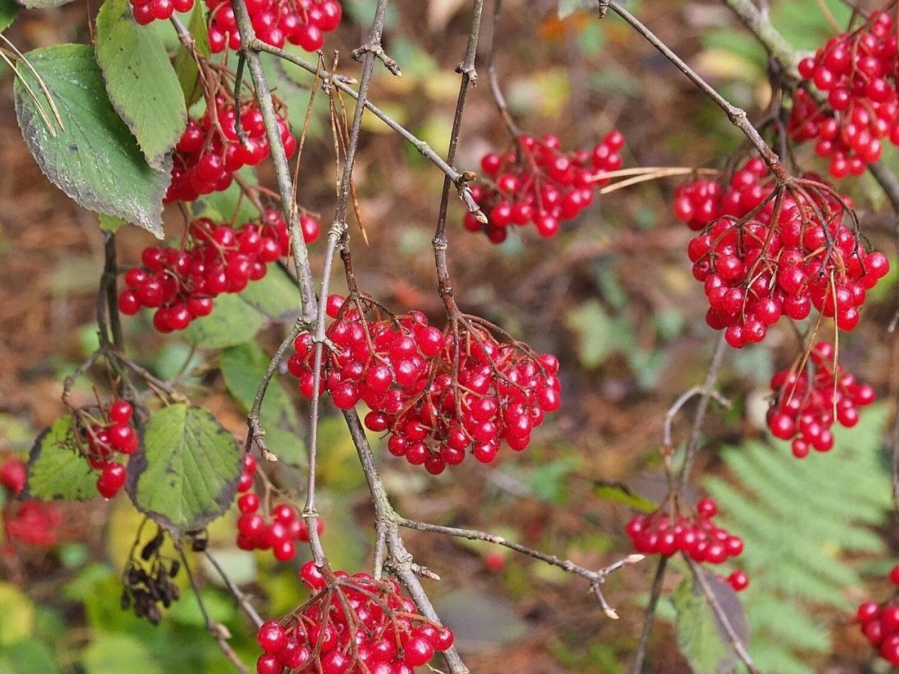 Kolorowy zawrót głowy już w niedzielę w Arboretum w Rogowie