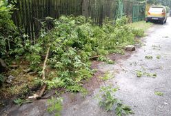 Śląskie. Burze nad woj. śląskim, liczne interwencje straży