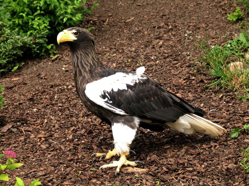 Fundacja ORLEN inwestuje w ochronę ptaków szponiastych: trzy ogrody zoologiczne z jedną, spójną strategią