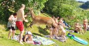 Jezioro Solińskie. Jeleń wybiegł z wody. Plażowicze byli zaskoczeni
