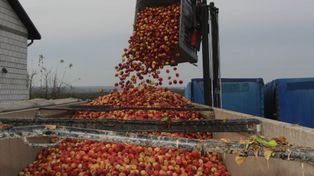 Ceny jabłek na przemysł bez zmian. Czy rynek wchodzi w fazę stabilizacji?