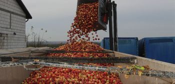 Ceny jabłek na przemysł bez zmian. Czy rynek wchodzi w fazę stabilizacji?