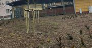 Poznań: Nowa zieleń na Placu Waryńskiego. Zakończono nasadzenia przy pętli Ogrody
