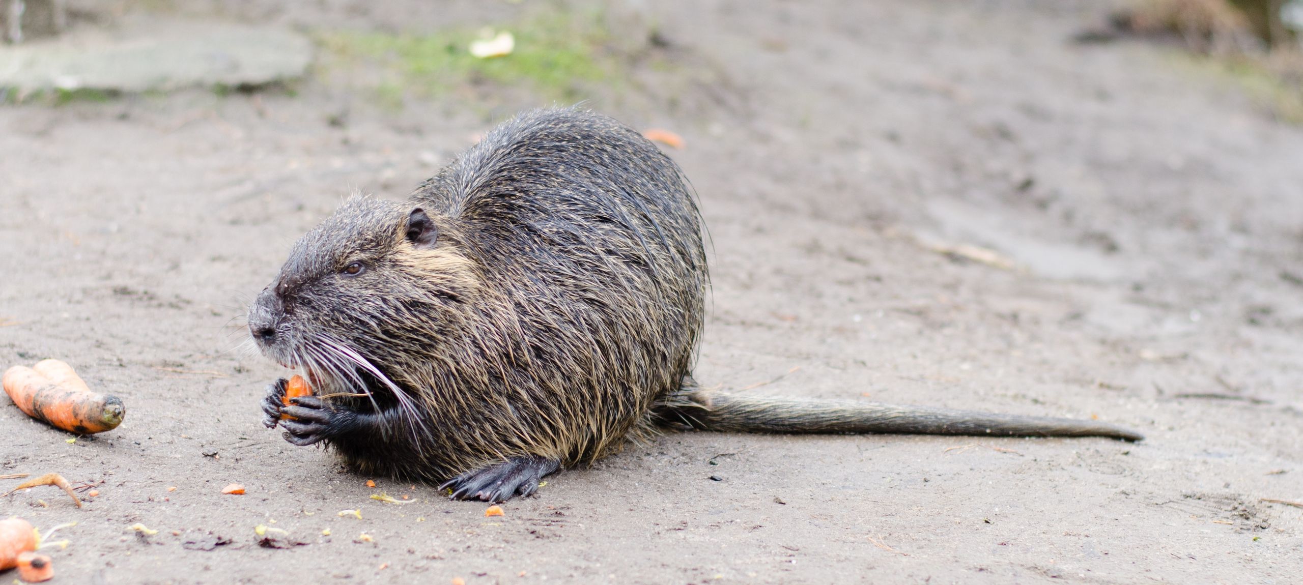 Nutria