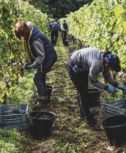 Zmiana klimatu postawi tę branżę na głowie. "Najlepsze wino robią w Wielkiej Brytanii"