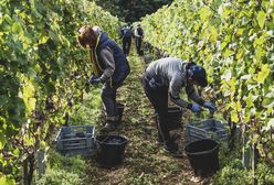 Zmiana klimatu postawi tę branżę na głowie. "Najlepsze wino robią w Wielkiej Brytanii"