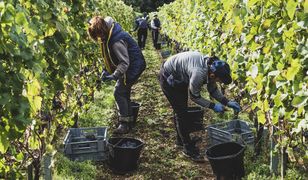 Zmiana klimatu postawi tę branżę na głowie. "Najlepsze wino robią w Wielkiej Brytanii"