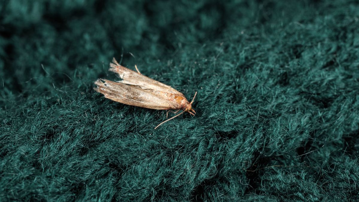 Jak pozbyć się moli?