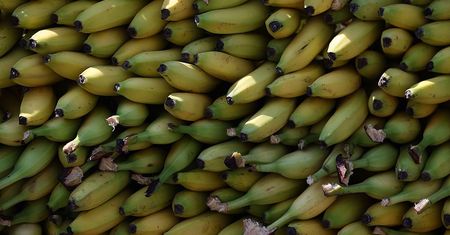 Skutek jedzenia bananów. Nie każdy zdaje sobie sprawę