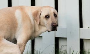 Pies patrzy, gdy się załatwia? To ma głębsze znaczenie