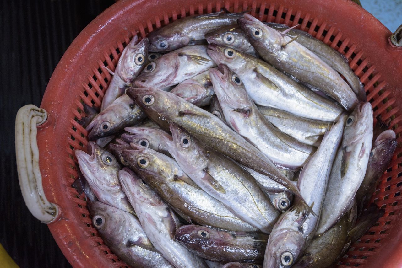 Kup zamiast dorsza. "Morski kurczak" jest tani i prawie bez ości