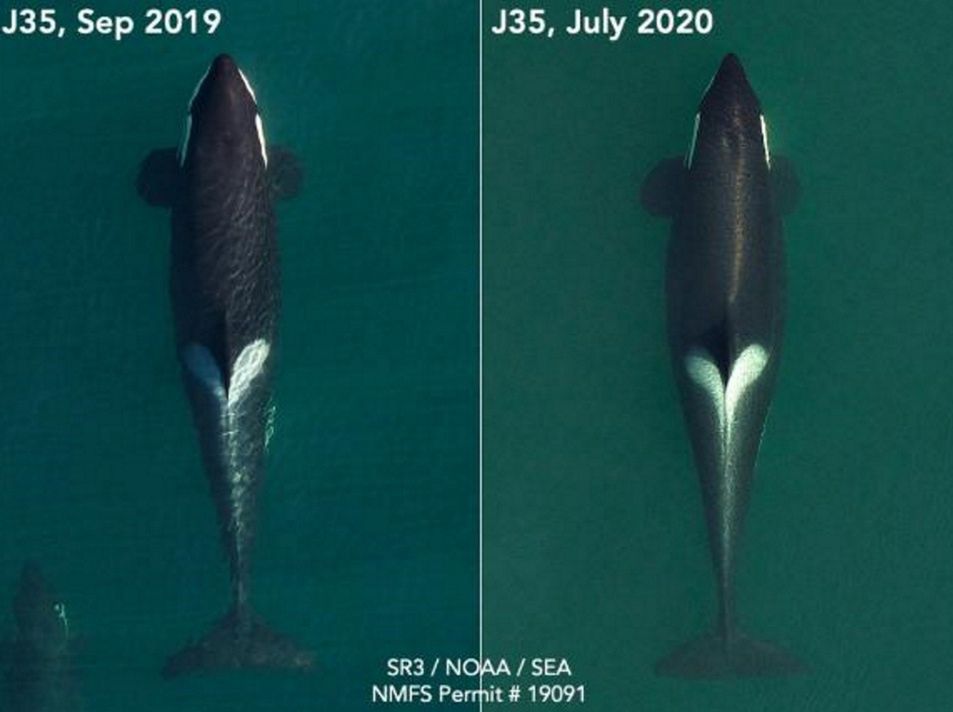 Orka Tahlequah