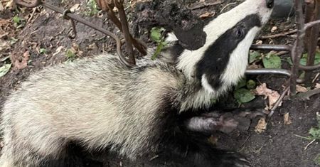 Borsuk w potwornych opałach. Wszystko przez człowieka