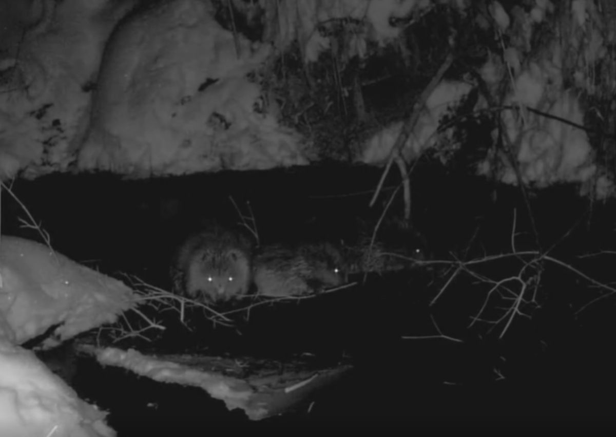 Bobry uważa się za jedne z największych gryzoni Eurazji