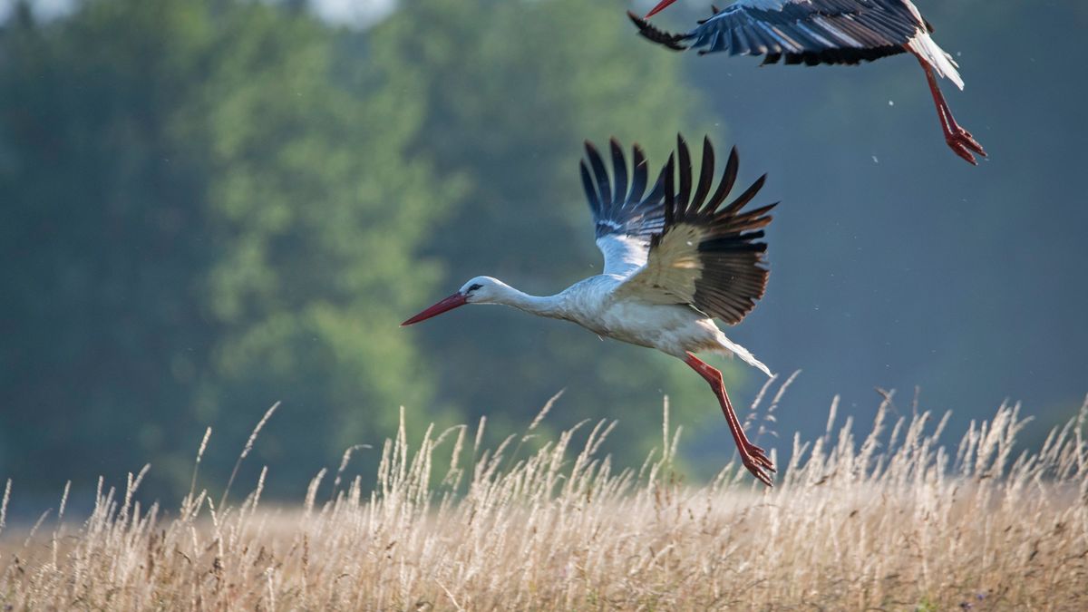 Pierwsze bociany już w Polsce?