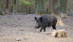 Dzik zaatakował sześciolatka. Chłopiec walczy o życie