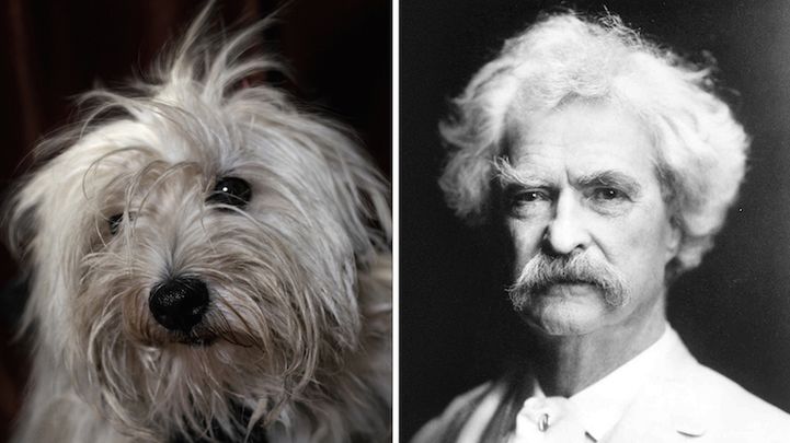 Poetyckie psy ze schronisk 1