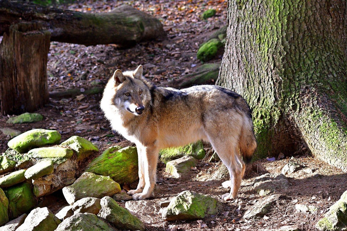 Niebezpiecznie? Myśliwi ostrzegają przed wilkami