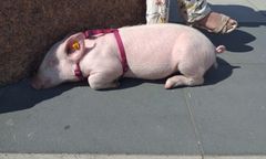 Warszawa. Nietypowy spacerowicz nad Wisłą. Po bulwarach przechadza się świnia