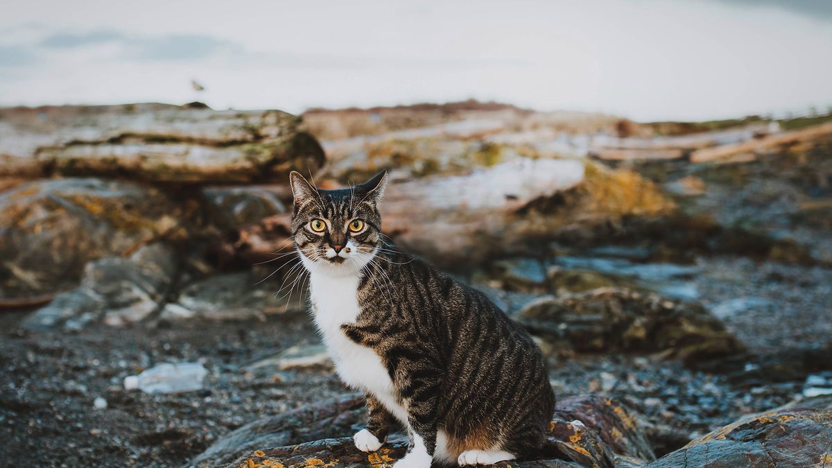 Profesjonalna sesja zdjęciowa kota podbija serca internautów. Wyszła świetnie! 1