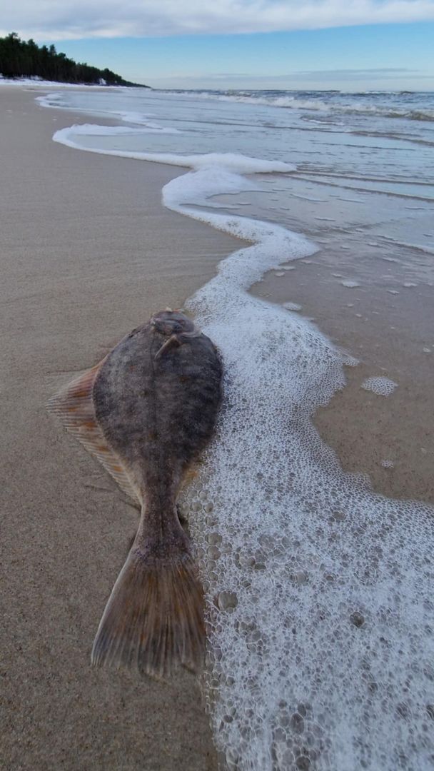 Zaskakujący okaz ryby na polskiej plaży.