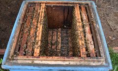 Ukradł z ula ramki z pszczołami i miodem. Nagrała go fotopułapka, którą… też ukradł