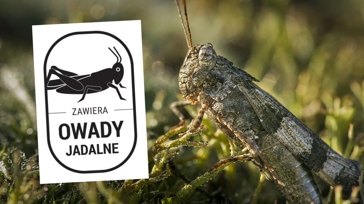 Czy produkty zawierające owady będą specjalnie oznaczone?