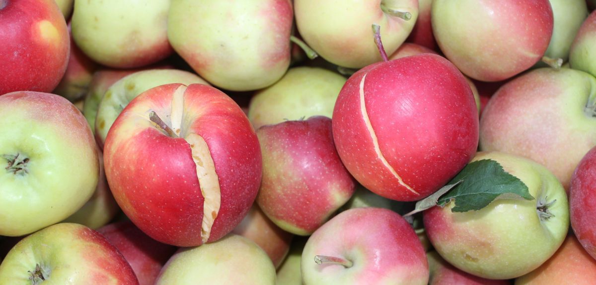 Ceny jabłek na skupie coraz niższe. Przemysł "mrozi" sadowników